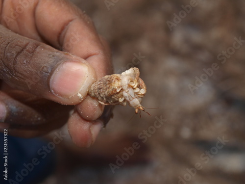 Hermit Crab - Oak Ridge Cay - Roatan - Honduras