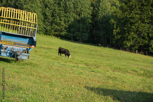 Cow on the farm. Czech Repiblic photo