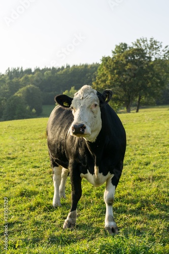Cow on the farm. Czech Repiblic