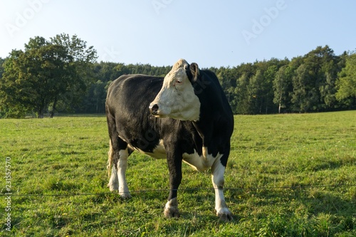 Cow on the farm. Czech Repiblic