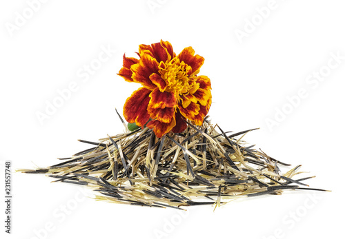 Orange Marigold flower with seeds isolated on white background. Tagetes erecta flower. photo