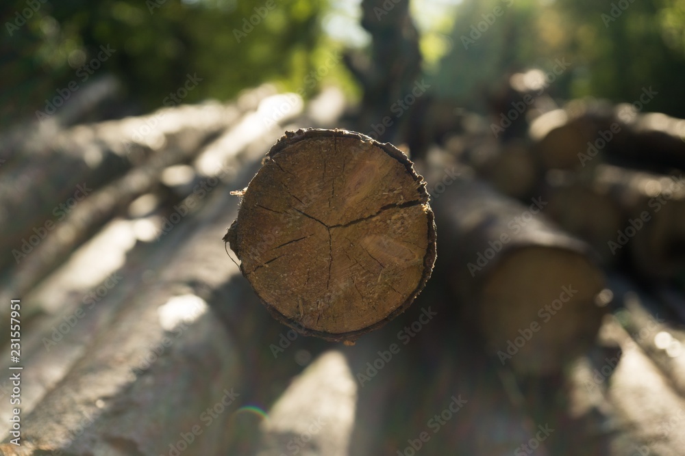 Cut tree wood for woodpile. Czech Republic