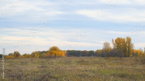 Autumn meadow in front of forest. View of the autumn forest from a distance. Autumn landscape