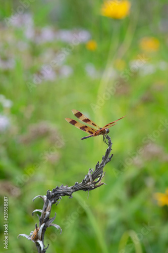 Dragonfly on twig