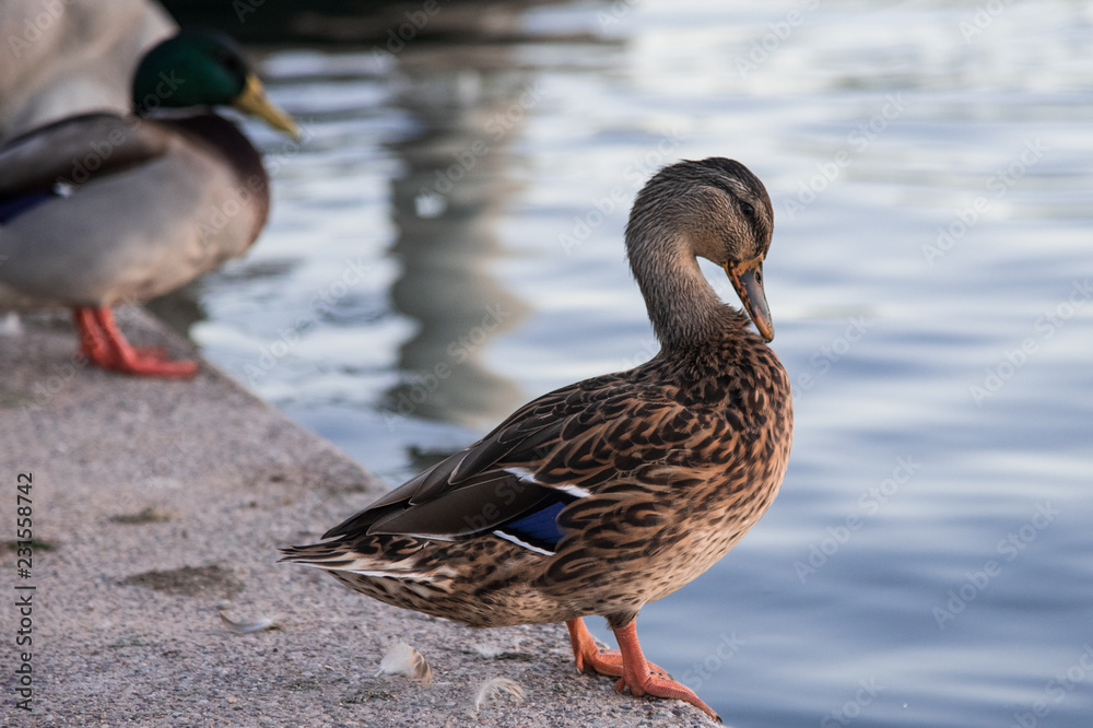 Mallard ducks near water Mallard ducks near water