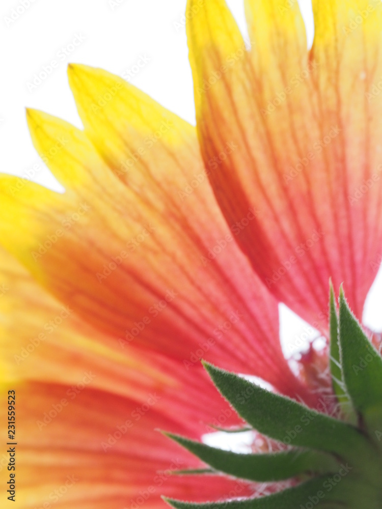 Fototapeta premium bright flower petals macro on a white background