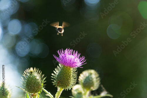 bee on purple thistle flower