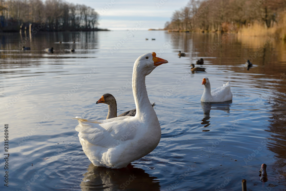Fototapeta premium Three geese on the lake