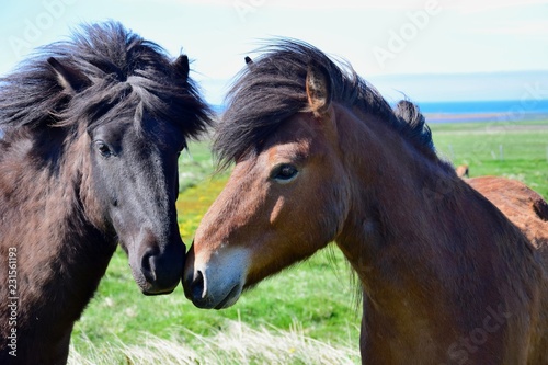 Portrait of two Icelandic horses with their heads together.