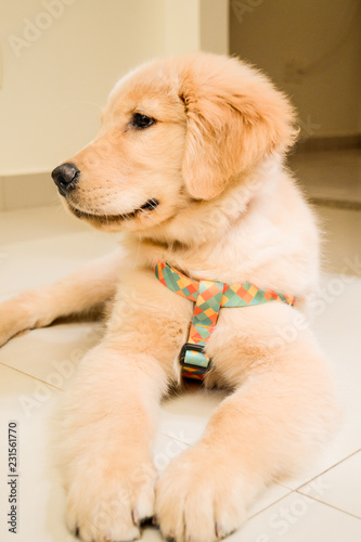 Fototapeta Naklejka Na Ścianę i Meble -  golden retriever puppy
