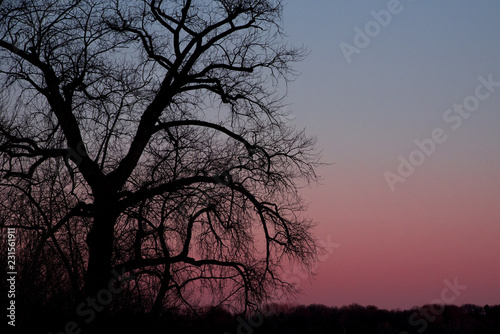 silhouette of tree at sunset © Dennis