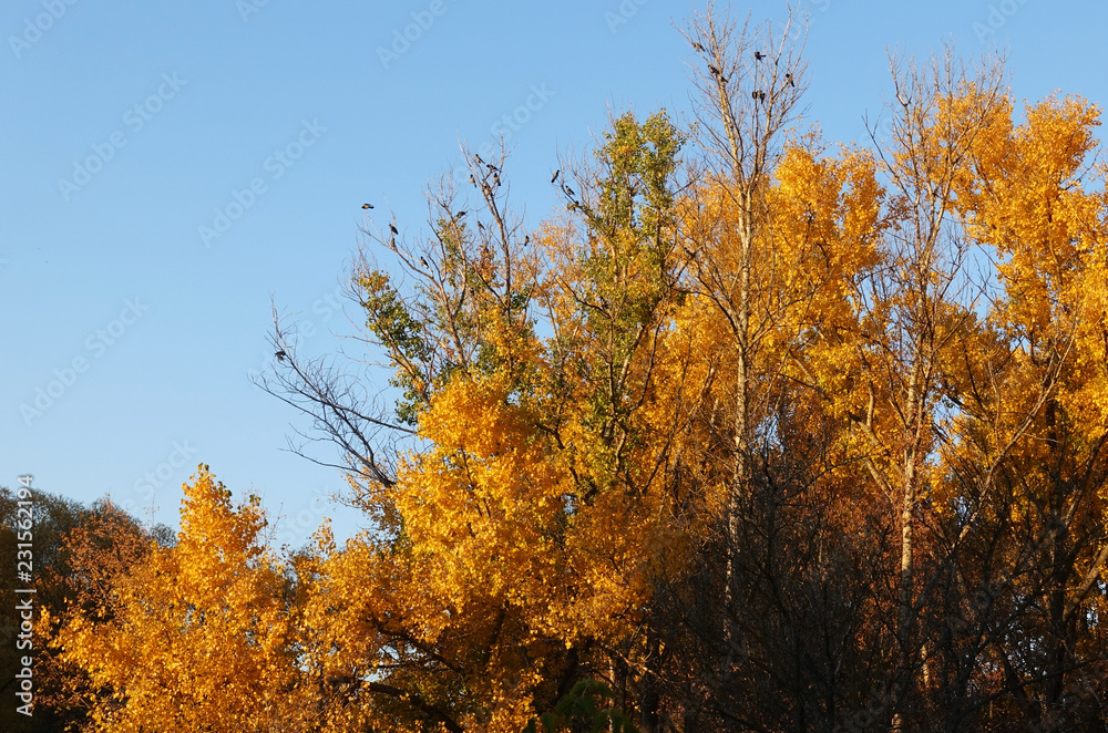 Yellow crowns of trees with birds sitting on tops