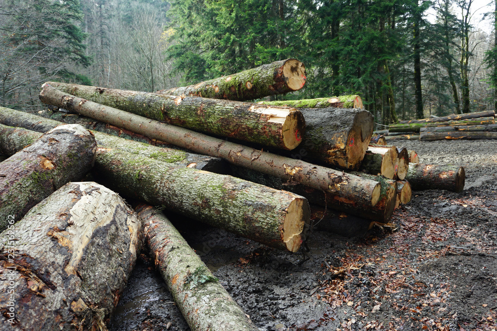 Big wood logs in the forest on an autumn cloudy day Big wood logs in the forest on an autumn cloudy day