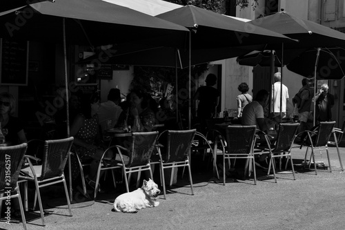 dog in a cafe