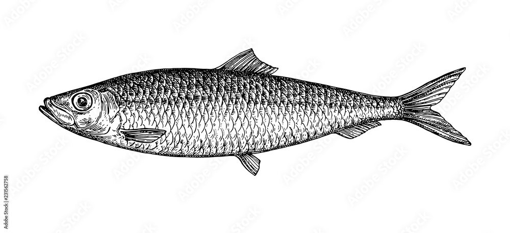 Ink sketch of herring. - obrazy, fototapety, plakaty 