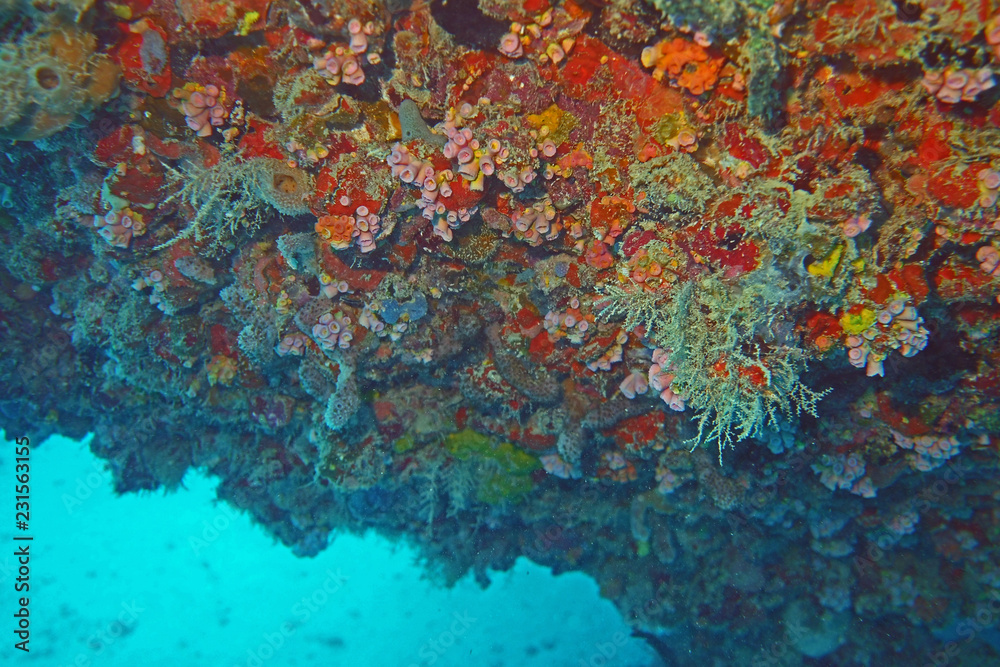 Wreck Coral BVI