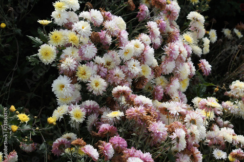 Hardy chrysanth (Chrysanthemum koreanum) or Hardy Mum. Cultivar with white double flowers photo