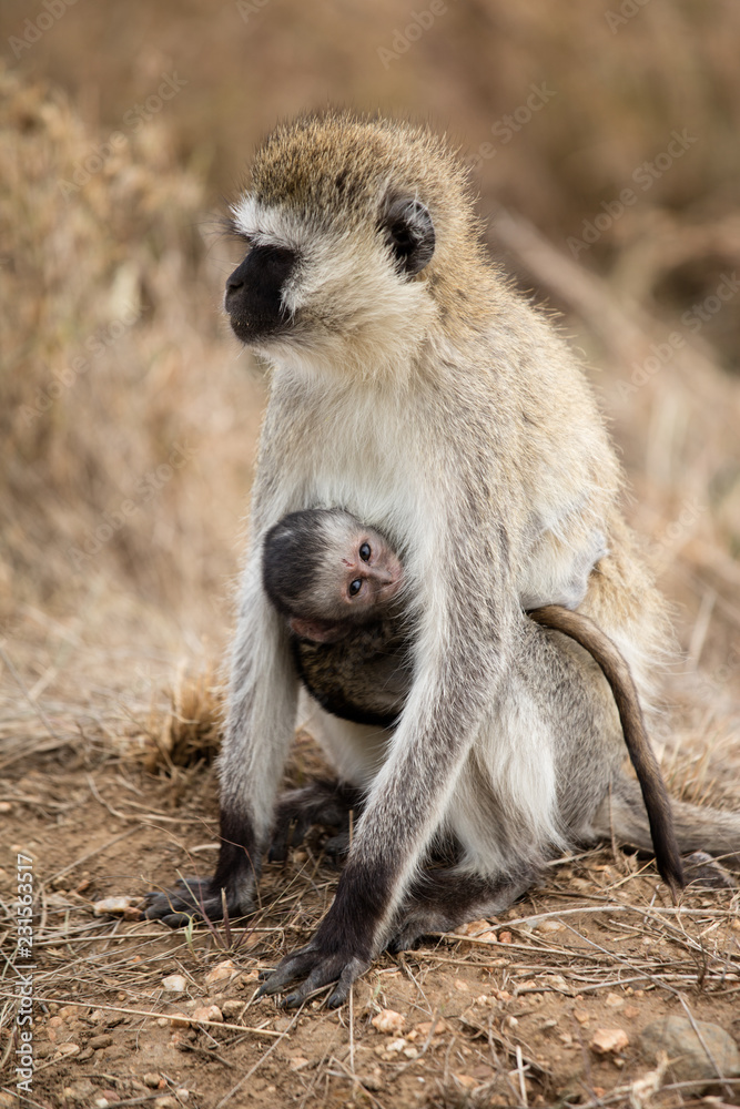 Vervet monkeys - mother and it's newborn baby - in Serfengeti National Park, Tanzania