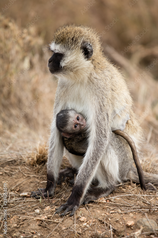 Obraz premium Vervet monkeys - mother and it's newborn baby - in Serfengeti National Park, Tanzania