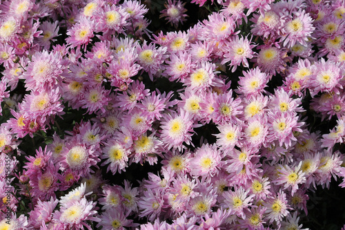 Hardy chrysanth  Chrysanthemum koreanum  or Hardy Mum. Cultivar with pink double flowers