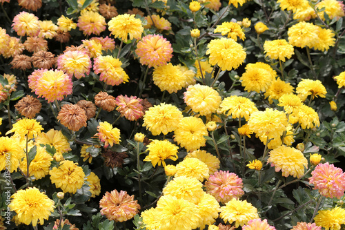 Hardy chrysanth (Chrysanthemum koreanum) or Hardy Mum. Cultivar with yellow double flowers