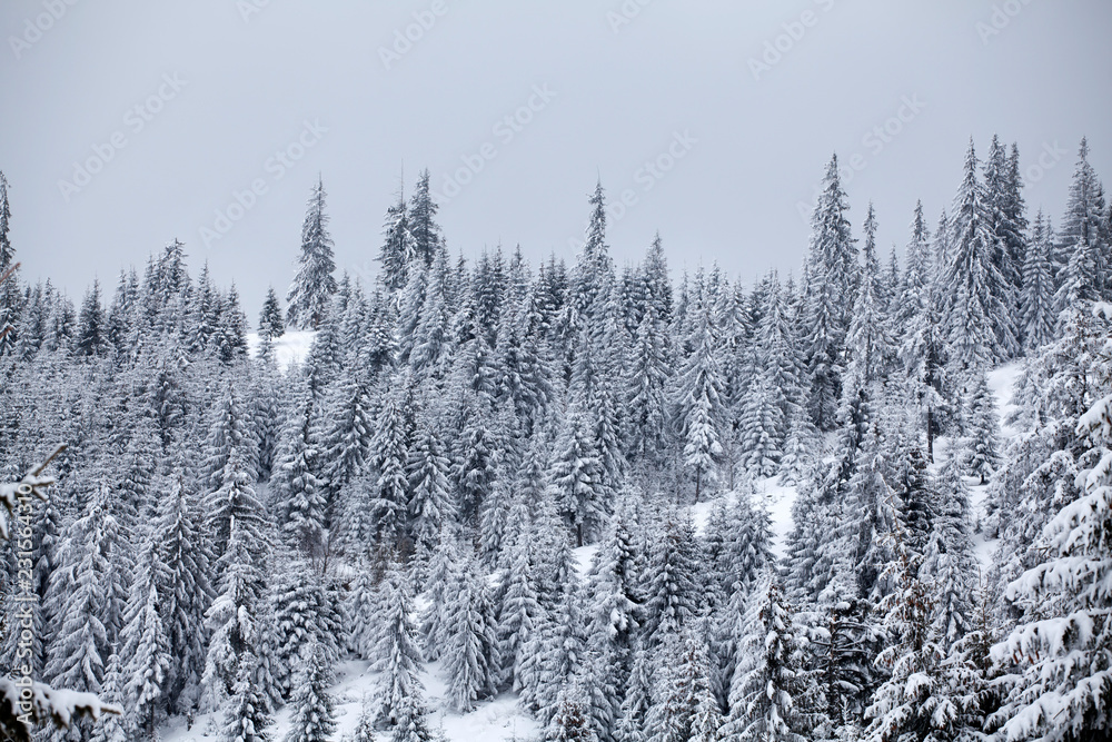 Snowy fir trees Snowy fir trees
