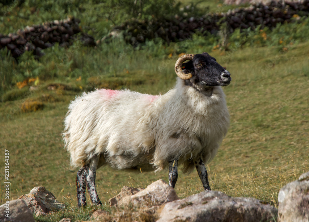 Obraz premium Closeup of Mayo Mountain Sheep, Ireland