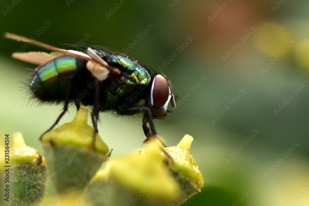 Naklejka premium green bottle fly