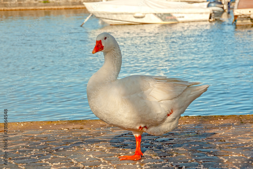 Fototapeta premium big white duck lifting its leg and watching camera