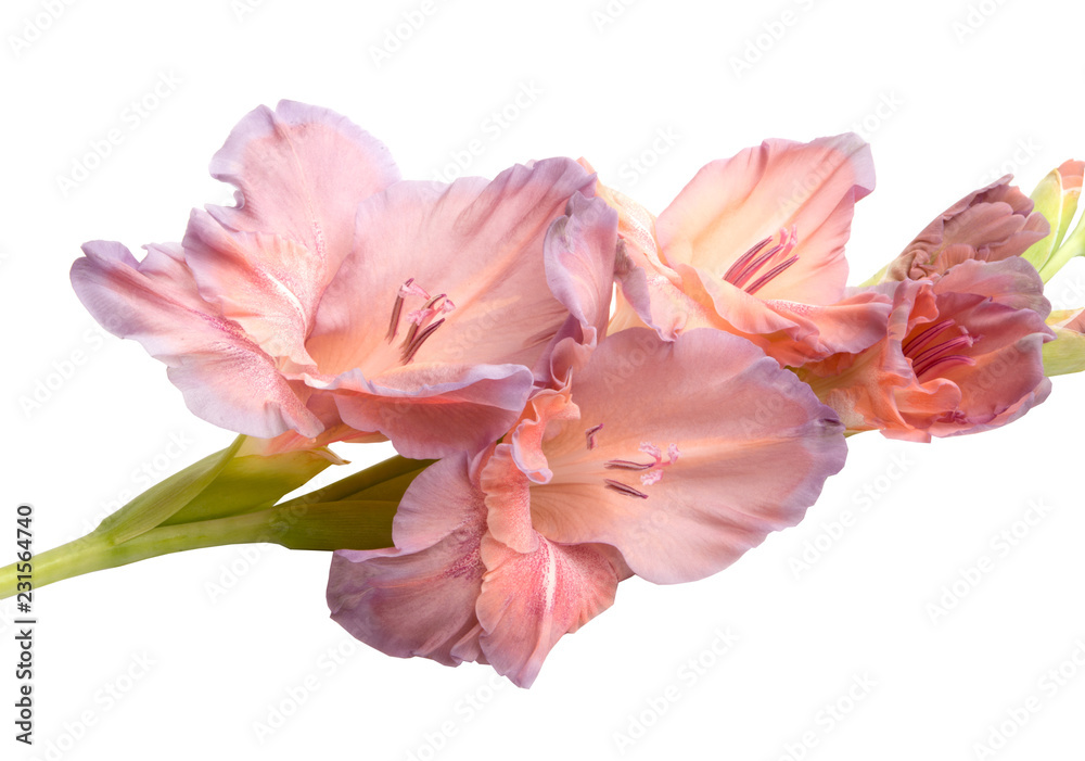 beautiful bright gladiolus flower isolated on white beautiful bright gladiolus flower isolated on white