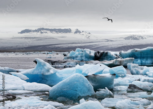 Glacier lagoon with striking ice formations  icebergs in shades of blue  large bird in the gray sky as silhouette  in the background as a backdrop a huge glacier - Iceland  glacier lagoon Jokulsarlon