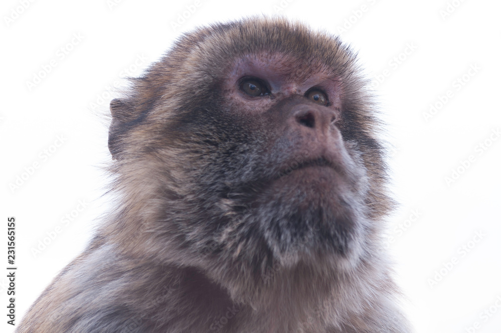 Fototapeta premium Barbary macaques
