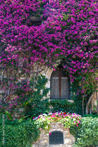 flowers in front of an old window © Jayce