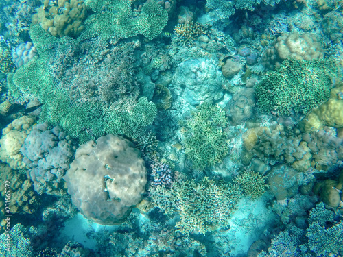 Tropical sea coral reef landscape in turquoise water. Coral reef underwater photo. Tropical sea shore snorkeling