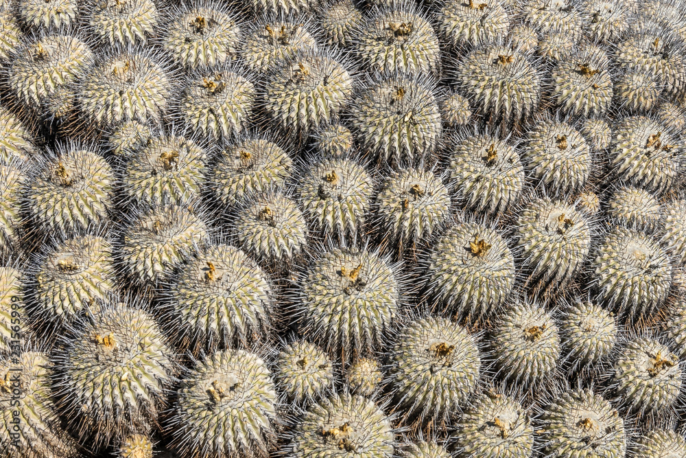 Natural pattern textures at Atacama Desert Copiapoa Carrizalensis Cactus natural textured pattern at Llanos de Challe National Park, an endemic specie that just grows at the amazing National Park
Natural pattern textures at Atacama Desert Copiapoa Carrizalensis Cactus natural textured pattern at Llanos de Challe National Park, an endemic specie that just grows at the amazing National Park