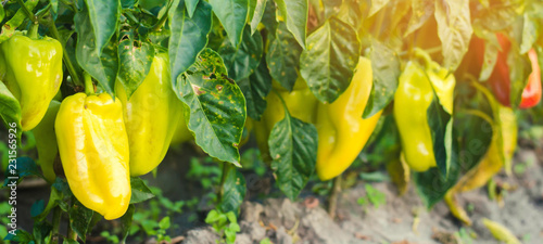 pepper disease is caused by the Phytophthora infestans virus. Agriculture, farming, crops. disease of vegetables on the field. selective focus photo