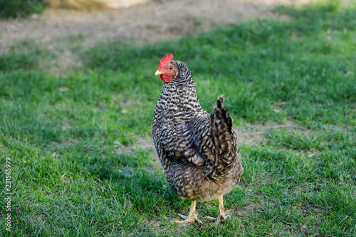 Full body of Plymouth Rock Chicken (Barred Rock hen) on the farm