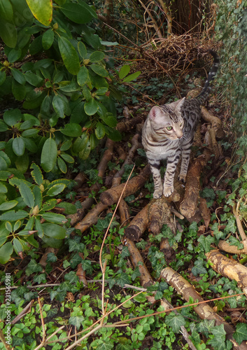 Bengal Katze auf Baumstamm