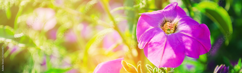 Fototapeta premium beautiful purple petunias grow in the garden on a sunny day. beautiful flowers. natural wallpaper. background