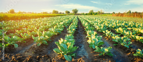 Obraz na płótnie cabbage plantations grow in the field