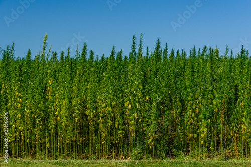 Field of the medical cannabis plant on summer
