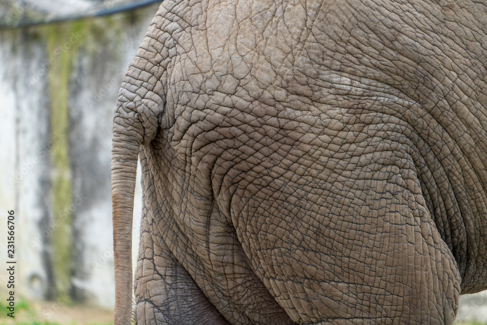 Fototapeta premium Elefant