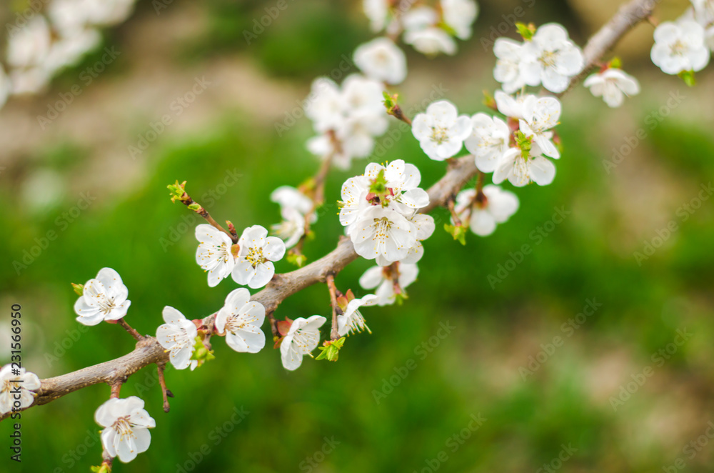 White apricot blossom. Buds flowering tree in April.The concept of spring. Natural background. Wallpaper for design. Selective focus White apricot blossom. Buds flowering tree in April.The concept of spring. Natural background. Wallpaper for design. Selective focus