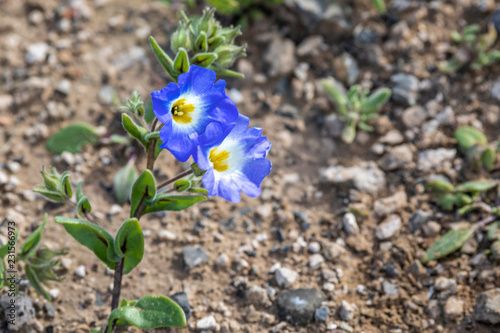 Flowers blooming at Atacama Desert during springtime, from time to time a flower bed appears over the Atacama Desert sand. A blue "Suspiro" flower
