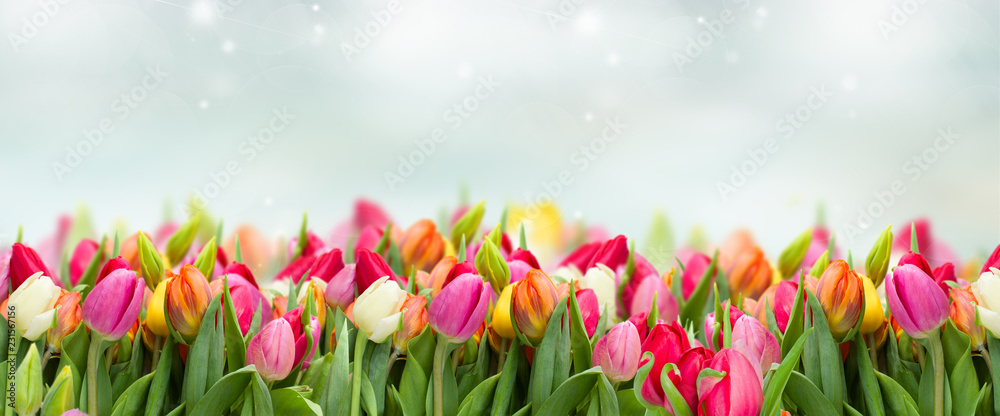 Fototapeta tulipany w ogrodzie na niebieskim tle nieba szeroki baner
