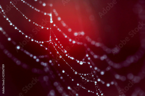 web with water drops. Close up, selective focus, copy space