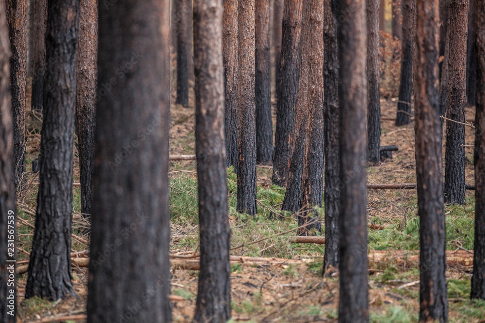 Obraz premium stämme waldbrand