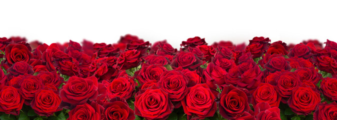 bouquet of dark red roses wide banner isolated on white background