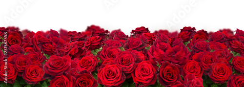 bouquet of dark red roses wide banner isolated on white background