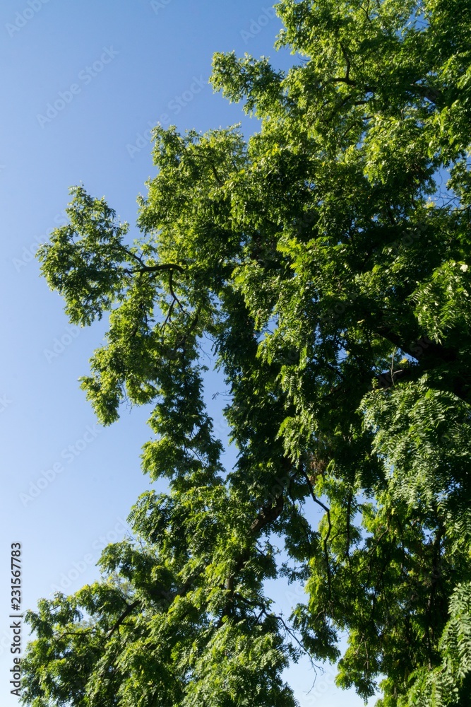 Leaves of the green tree during sunny day. Czech Republic Leaves of the green tree during sunny day. Czech Republic
